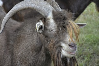 goat-ge4d10142e_1280.jpg